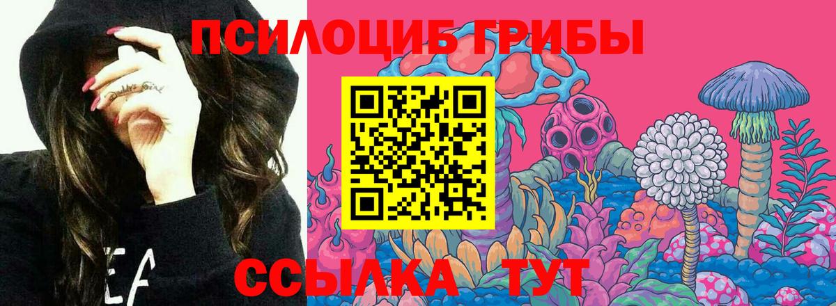 Псилоцибиновые грибы Cubensis Киселёвск